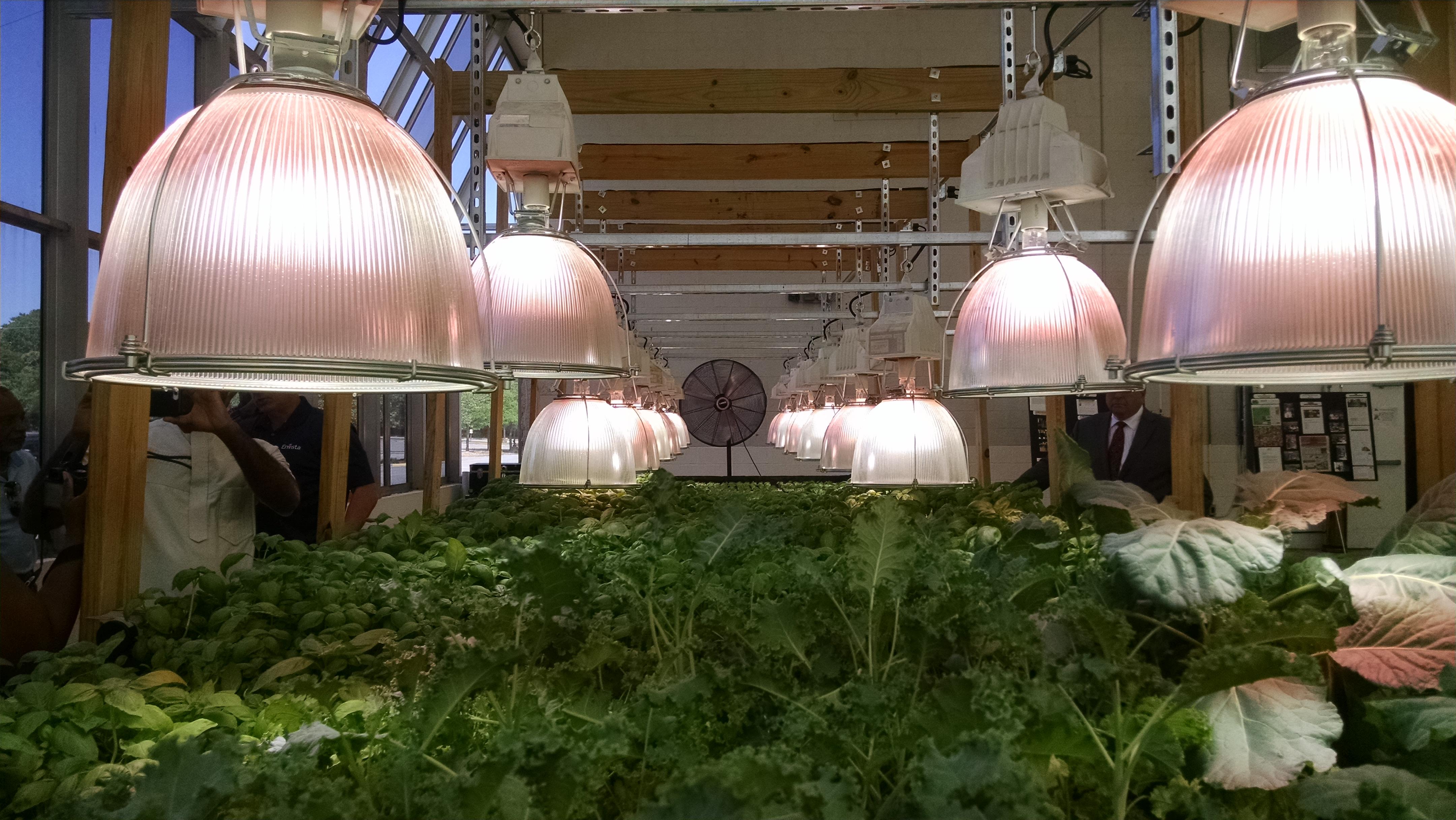 Photo of hydroponic production of leafy greens using a combination of natural and supplemental artificial light